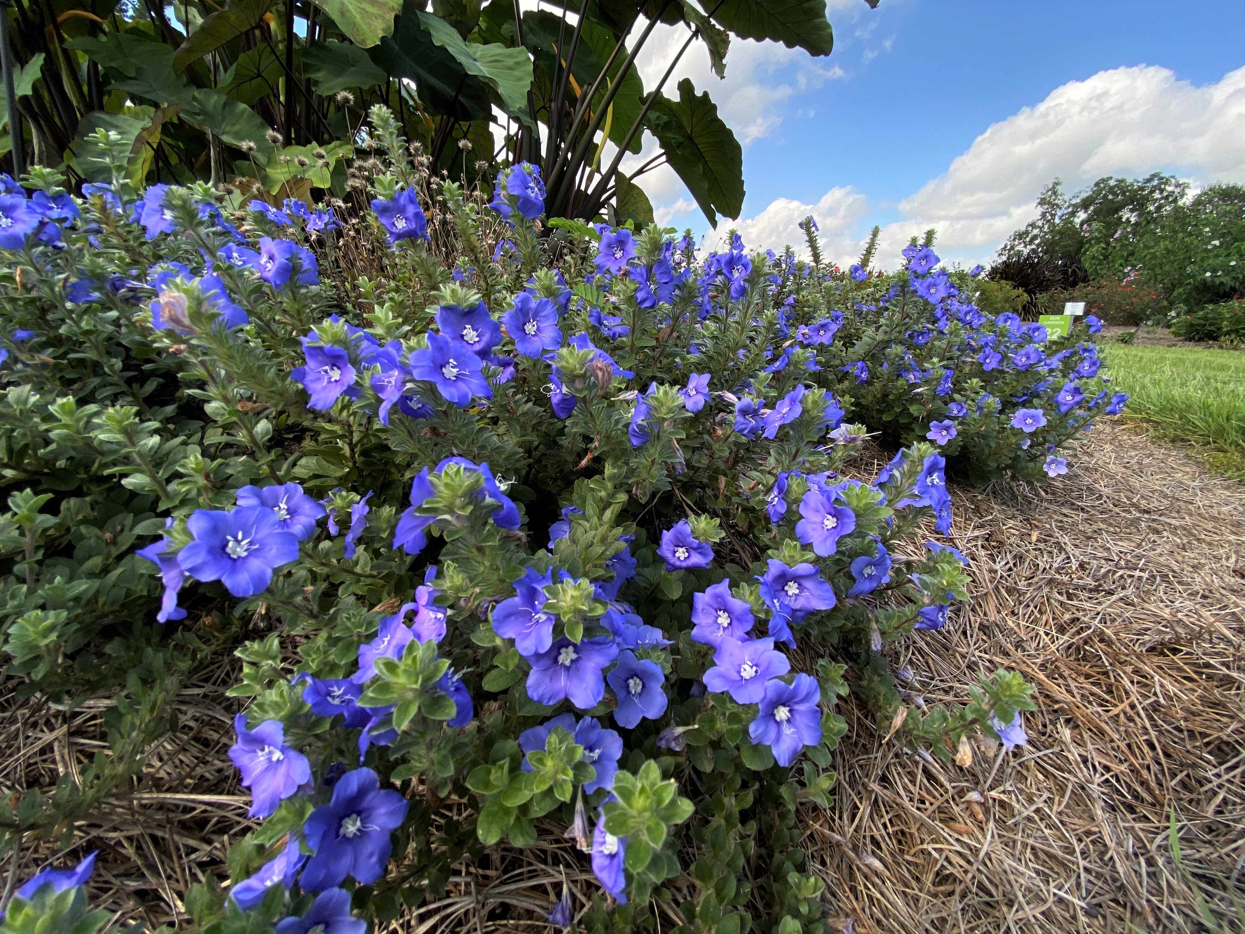 Evolvulus named summer 2023 Louisiana Super Plant selection